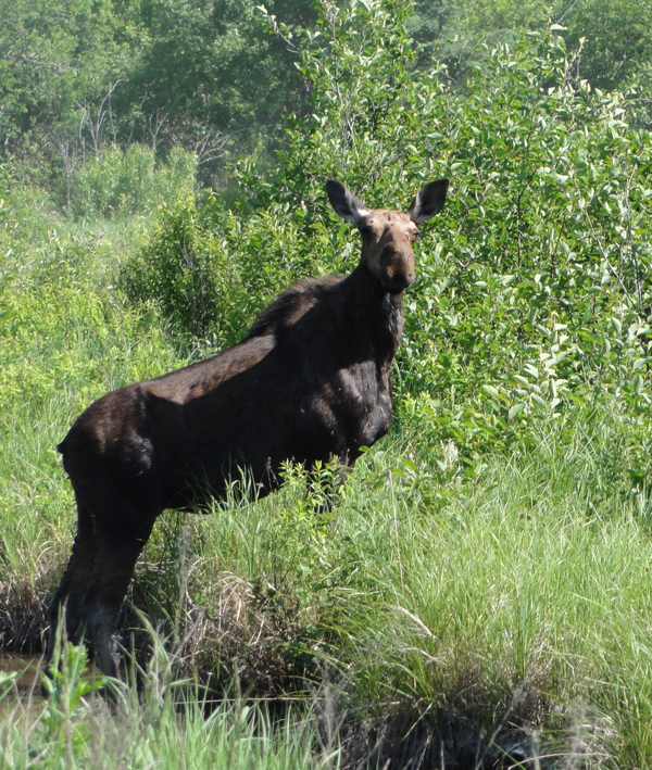 A moose in the grass