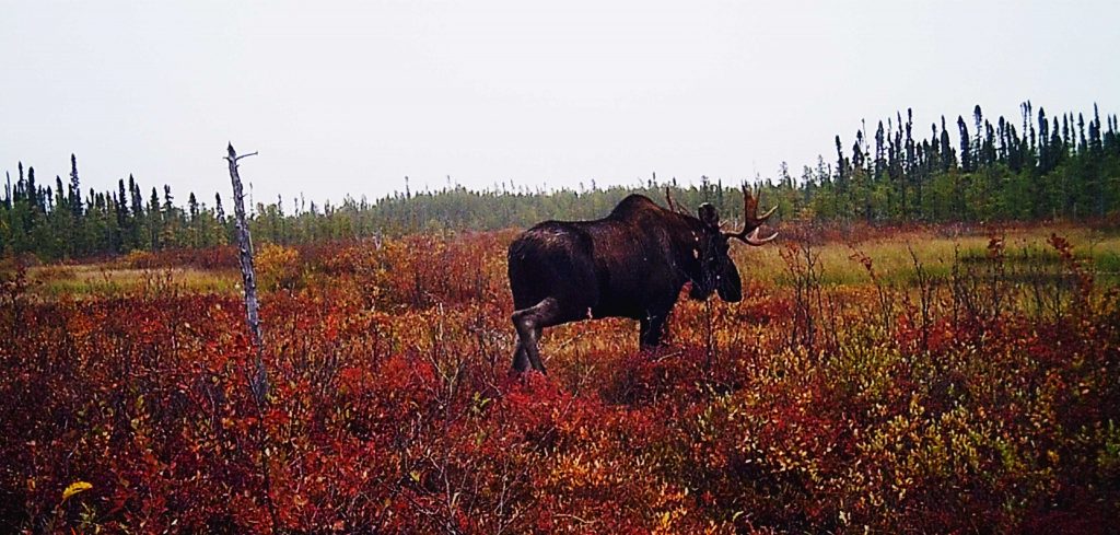 A moose walking through vegetation and grassland in Marten Falls.