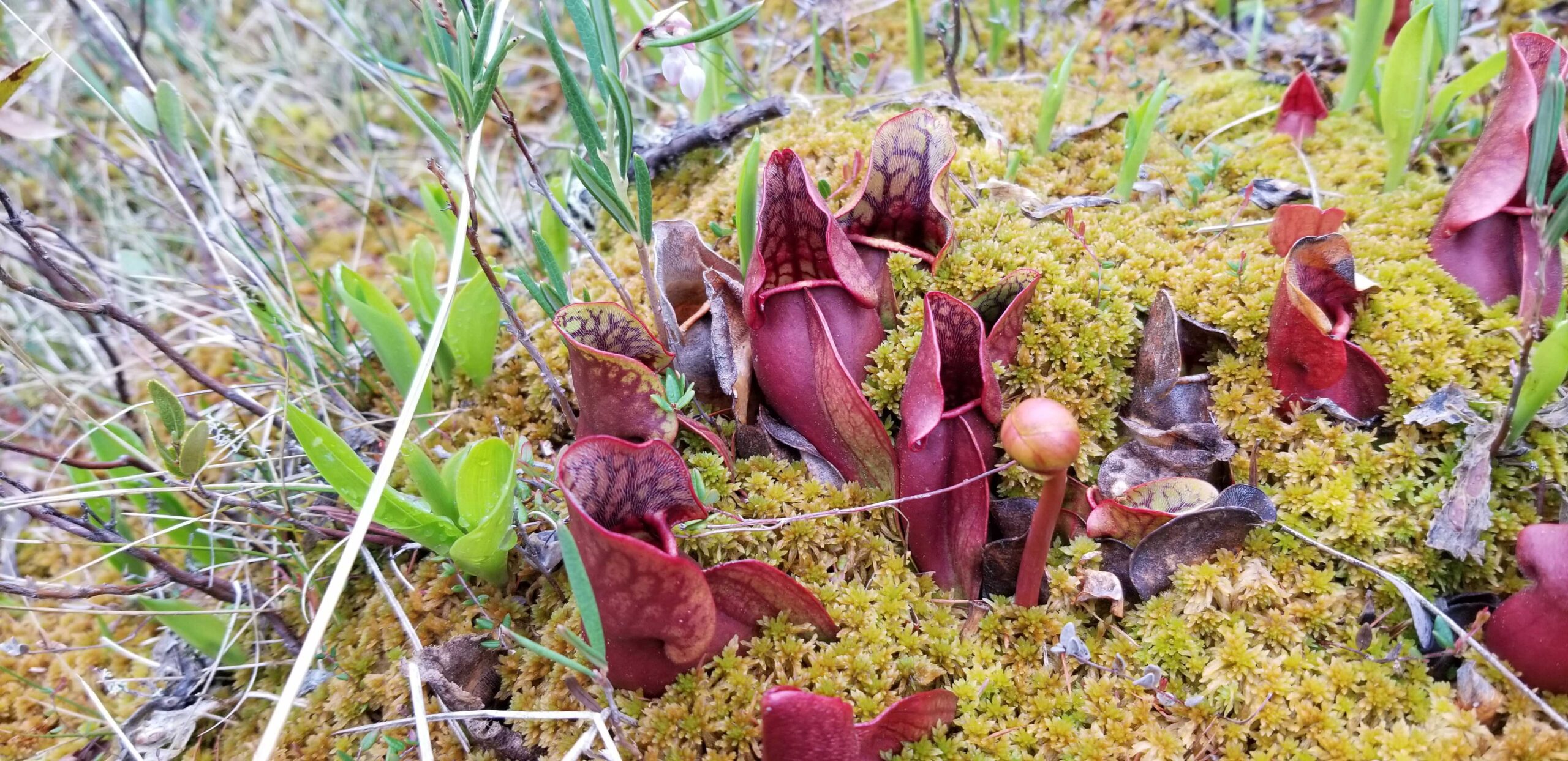 Close-up view of some plants and other vegetation found in Marten Falls.