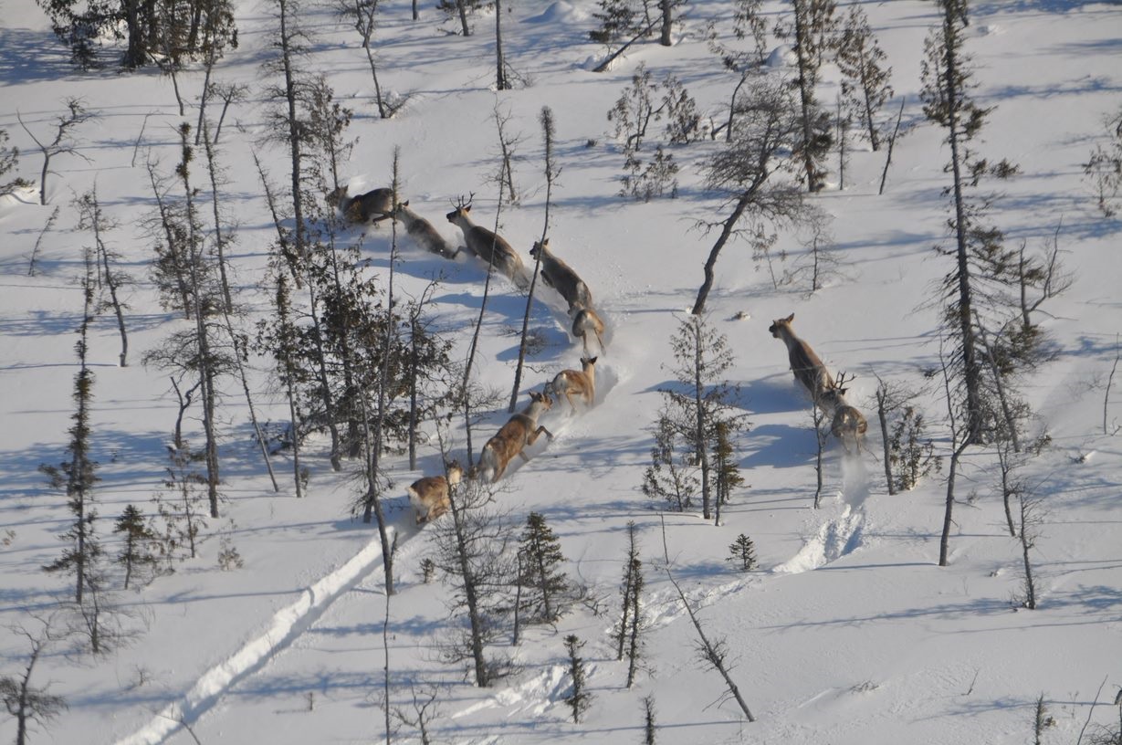 caribou aerial view