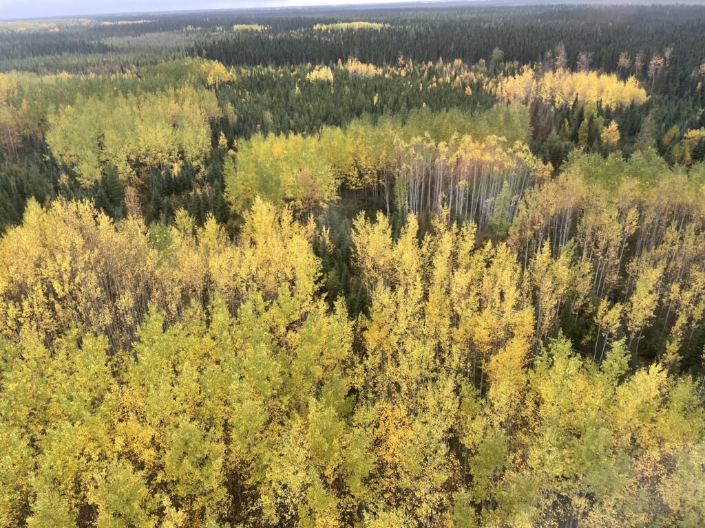 An aerial view of a forested area