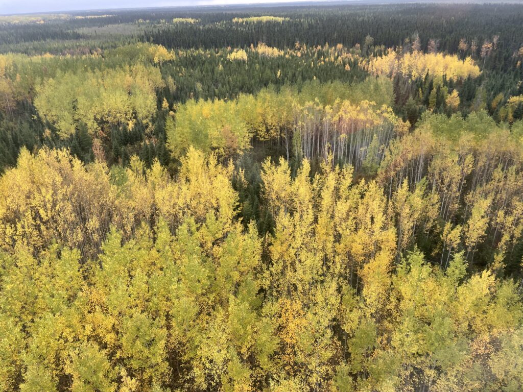 VEG259 An aerial view of a forested area