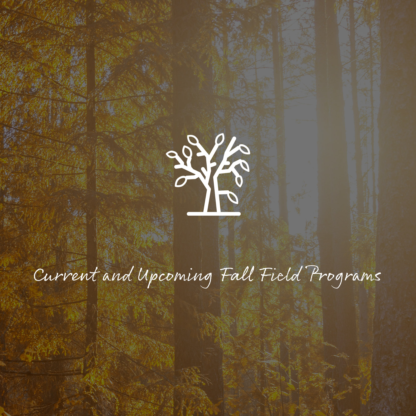 cover image for fall field program