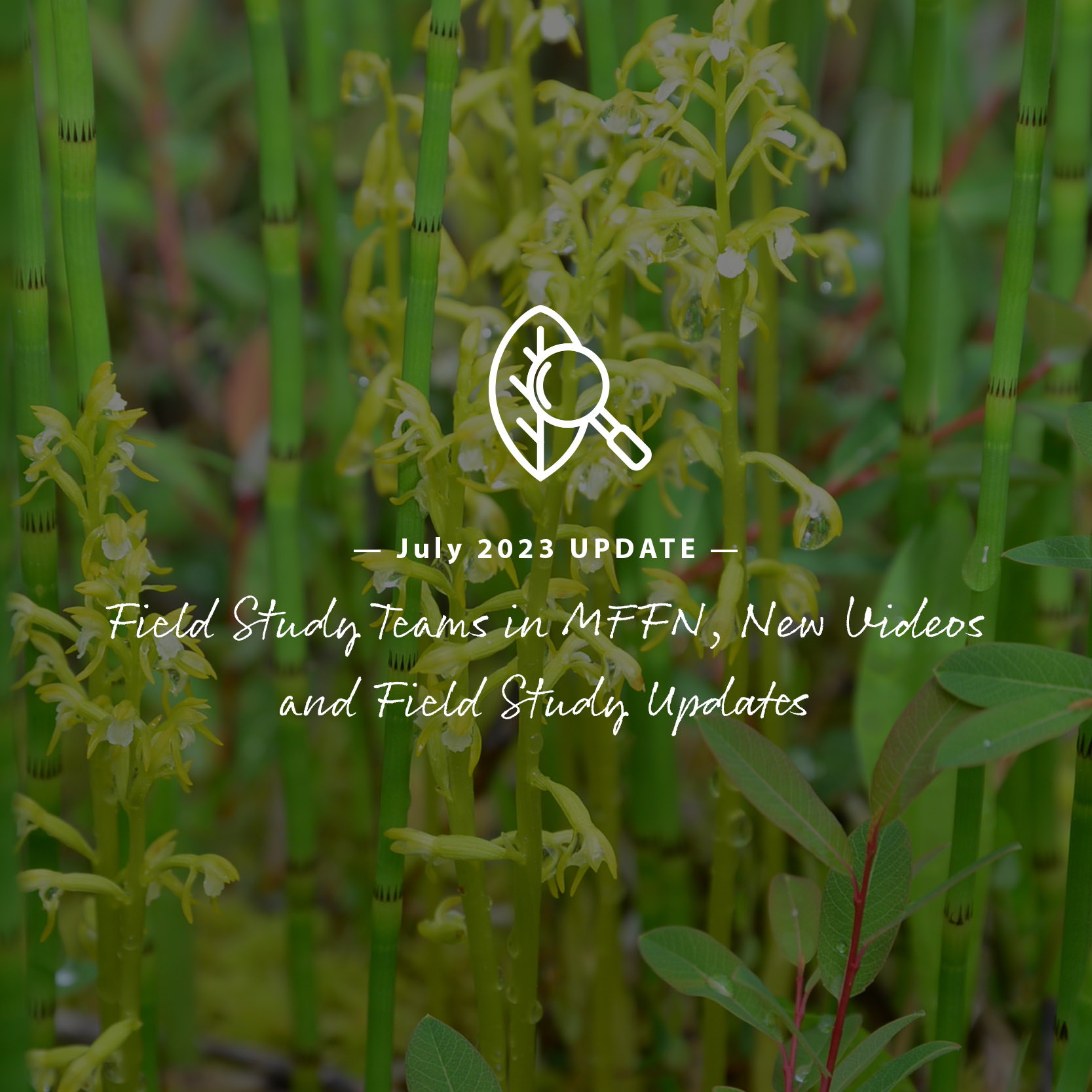 Cover image for luly e-blast.