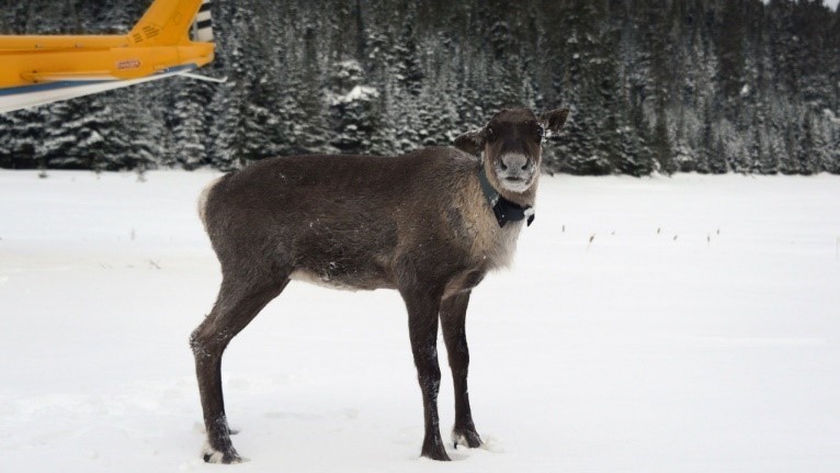 Photo of a collared caribou standing in the snow in-front of a helicopter