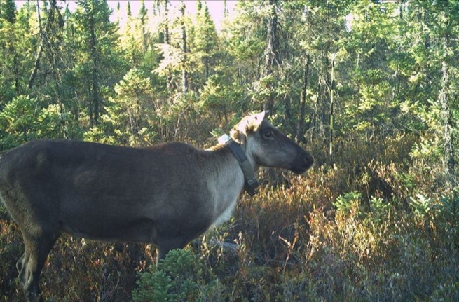 Photo of collared caribou standing in forest surrounded by trees.