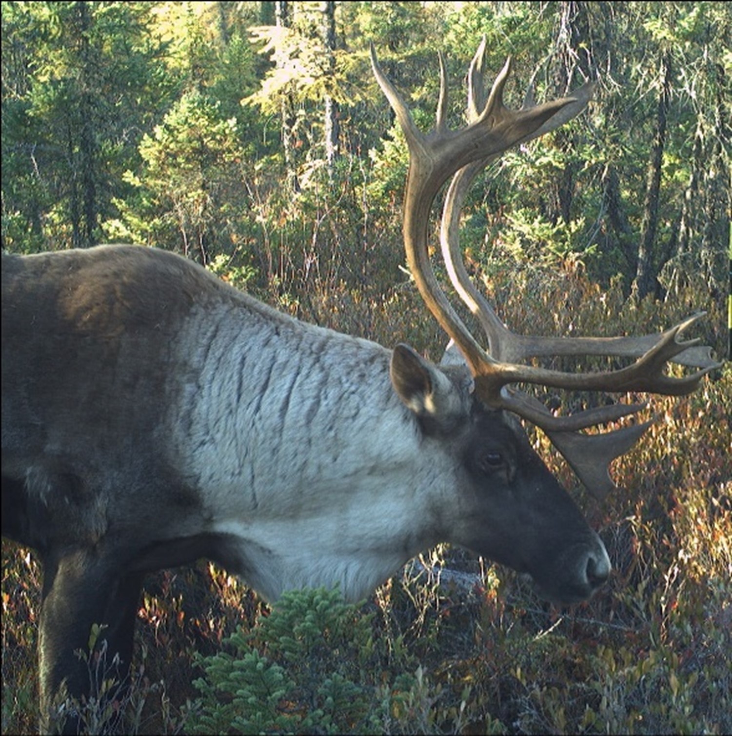Photo of caribou standing in forest.