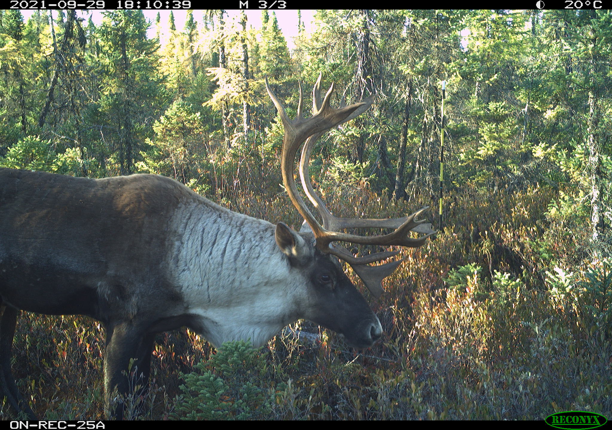 Trail camera image of caribou in 2021.