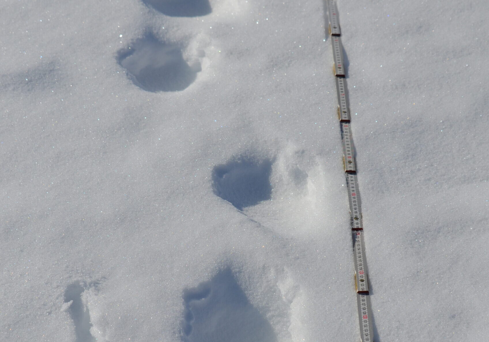 Wolverine tracks in the snow with a measuring tape positioned beside the tracks.
