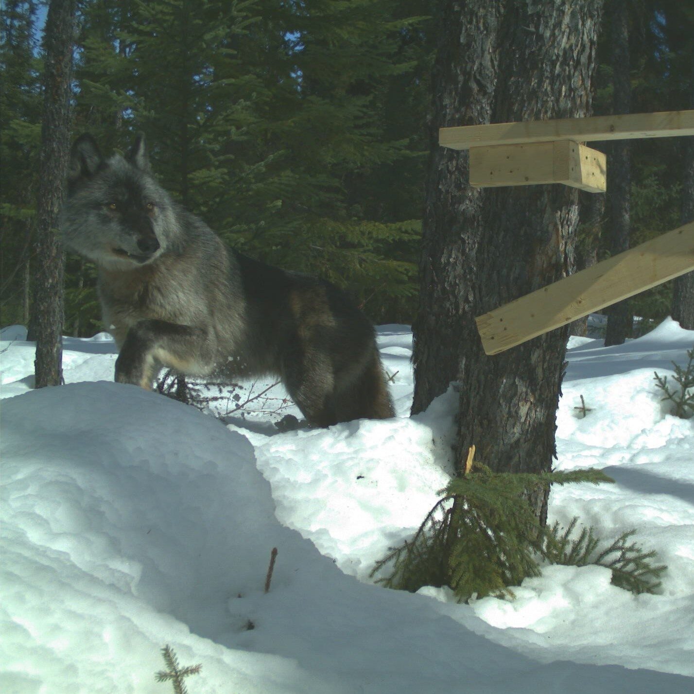 A wolf is looking at a hair snag trap curiously.