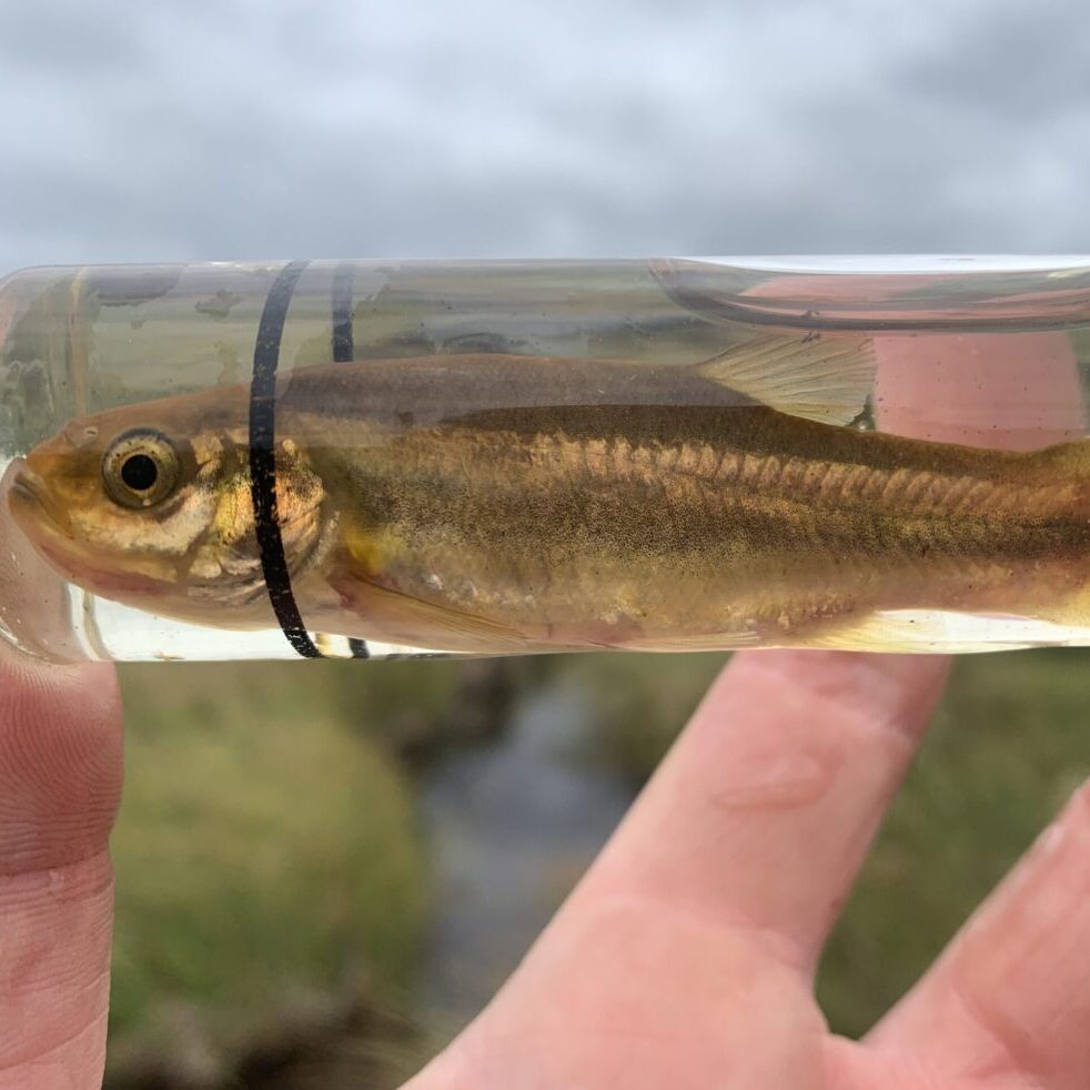 A hand holding a fish in a sample tube