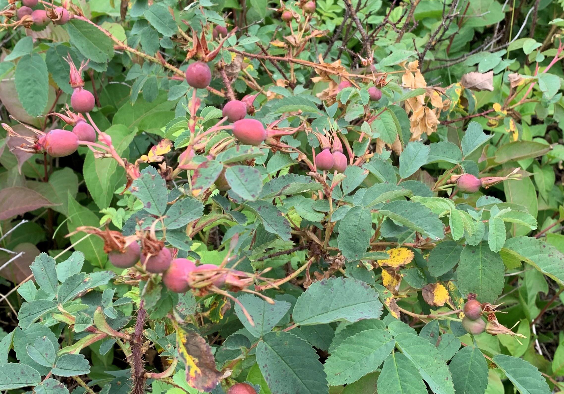 Image of Prickly Wild Rose or Rose Hips taken in Marten Falls First Nation.