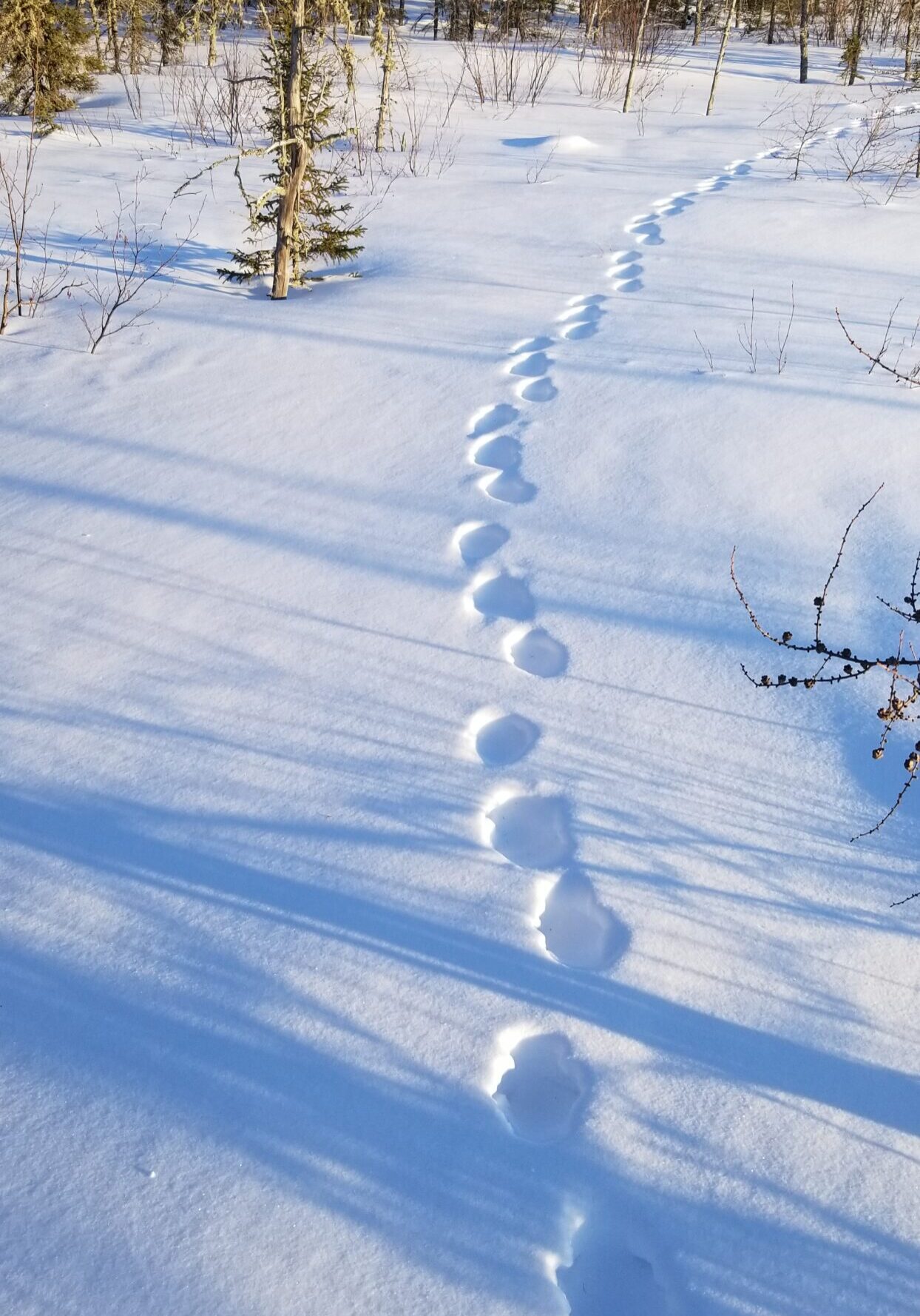 A photo of animal tracks walking in the snow.